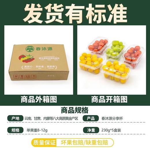 【分享杯】高原七彩番茄新鲜采摘天然无污染健康美味顺丰包邮 商品图2