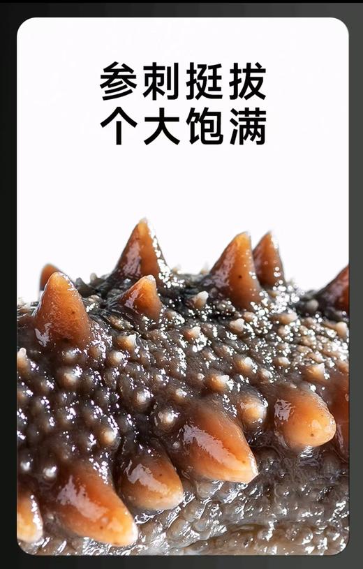 【大连海参】海朴即食海参500g/袋大连海参特产 商品图5