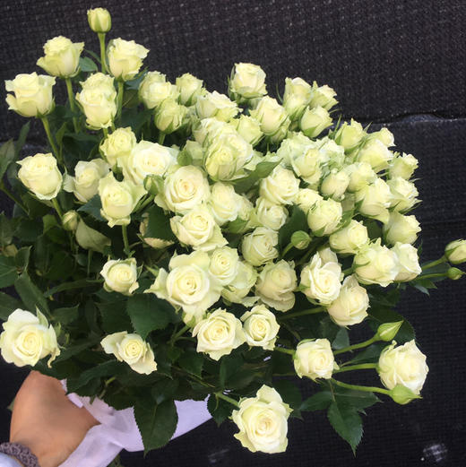 多头玫瑰.繁星 商品图1