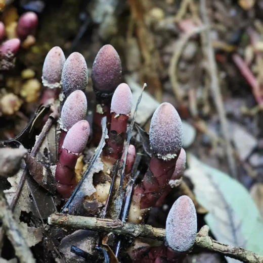 云南 | 看寄生花，西双版纳独家雨林一日徒步！季节限定《寻找寄生花》日营活动神秘来袭！ 商品图12