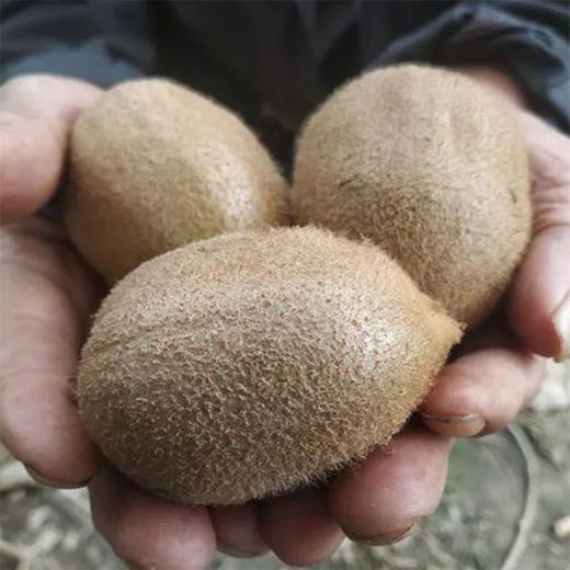 陕西徐香猕猴桃，味甜浓香，果实饱满，明星力推好吃的猕猴桃，陕西地标性农产品！ 商品图4