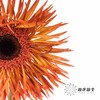 非洲菊 | 染色非洲菊焦糖色【人工吸色有色差， 介意慎拍】 商品缩略图1