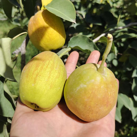 【疯狂星期五】产地直发 库尔勒香梨 家庭装/礼盒装 商品图2