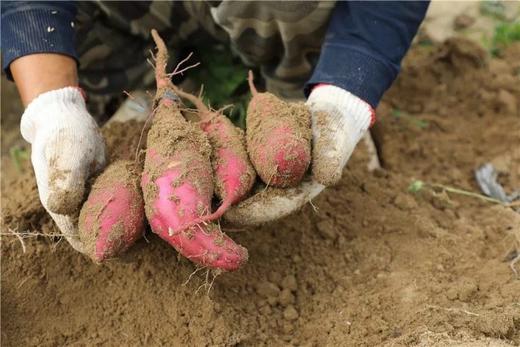 拼团|四拼流油蜜薯 香糯甜粉 收蜜糖心 蜜油四溢 紫薯/烟薯/榴莲蜜薯/哈密   4斤 商品图8