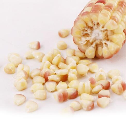 云南西双版纳糯玉米A级 1.5kg 商品图4