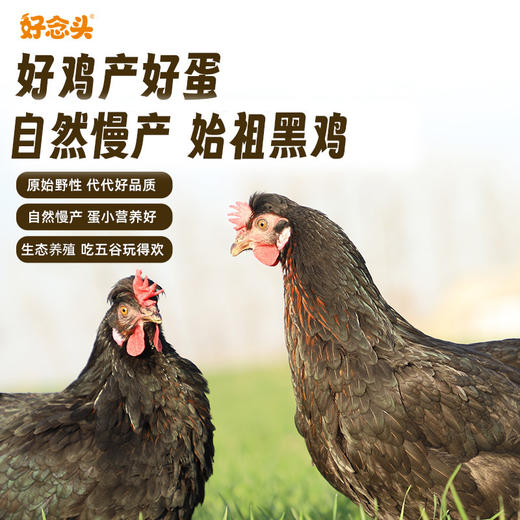 【好念头品牌】始祖黑鸡谷物鲜蛋30枚 商品图3