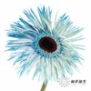 非洲菊 | 染色非洲菊午夜蓝色【人工吸色有色差， 介意慎拍】 商品缩略图0