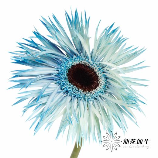 非洲菊 | 染色非洲菊午夜蓝色【人工吸色有色差， 介意慎拍】 商品图0