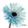 非洲菊 | 染色非洲菊午夜蓝色【人工吸色有色差， 介意慎拍】 商品缩略图2