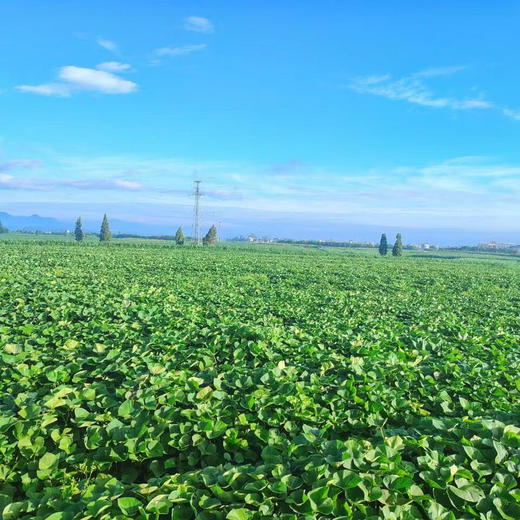山东 榴莲蜜薯   蒸烤双吃，丝滑香甜，糖度最高可达40°+ ，多种烹饪方式， 吃起来软糯香甜，完全不干不噎！ 商品图12