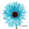 非洲菊 | 染色非洲菊蓝色【人工吸色有色差， 介意慎拍】 商品缩略图0