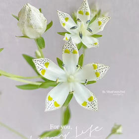 国产小众琅琊花