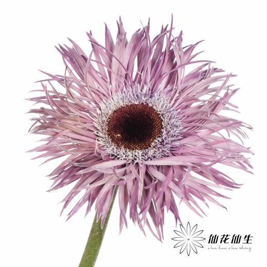 非洲菊 | 染色非洲菊紫色【人工吸色有色差， 介意慎拍】 商品图2