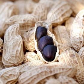 云南高原-富硒黑花生（带壳生晒花生）古种小粒，圆润饱满，清甜回甘，富含花青素的黑花生，2斤/4斤布袋装️发货