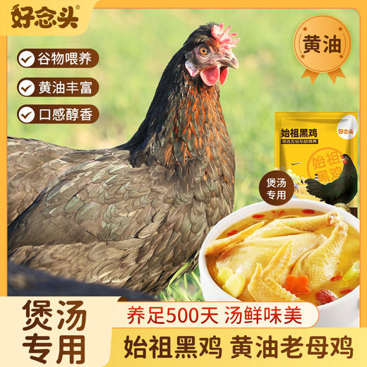D【好念头品牌】始祖黑鸡黄油老母鸡500天的成长期1.2kg 商品图0