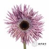 非洲菊 | 染色非洲菊紫色【人工吸色有色差， 介意慎拍】 商品缩略图0