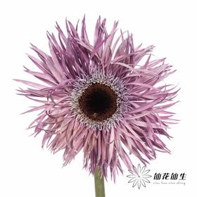 非洲菊 | 染色非洲菊紫色【人工吸色有色差， 介意慎拍】