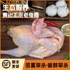 【徽芗记】徽州散养500天跑山老母鸡1.1kg-1.25kg/只（半净膛，保留鸡心鸡胗，1只/2只可选） 商品缩略图0