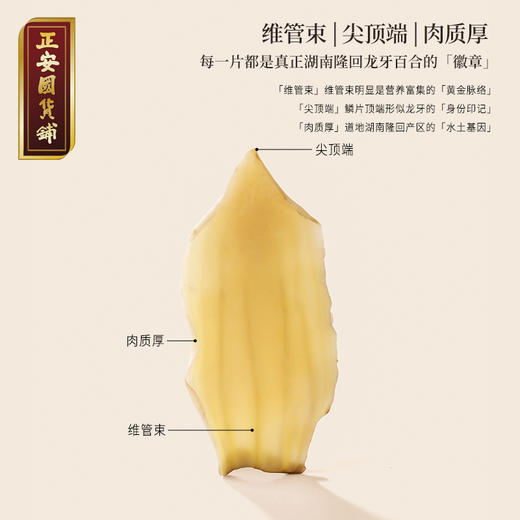 正安 湖南隆回龙牙百合  参考中国药典标准牙瓣大肉厚 优质原材 甘平下火降燥温养口感粉糯清甜 滋润秋冬煲汤食材家庭糖水百合地黄汤 特大片百合150g/罐 商品图9