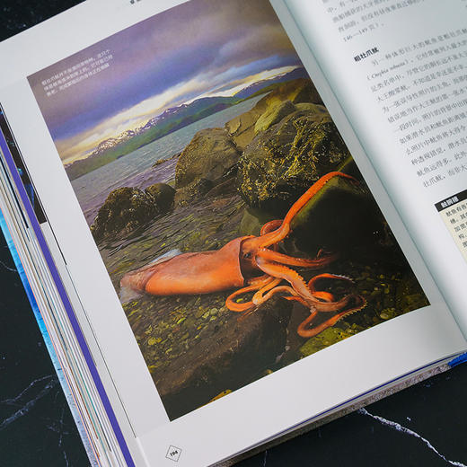 《章鱼：认识海洋中的高智商生命》普林斯顿大学生物图鉴系列 鱿鱼 乌贼自然科普图书图鉴-分销 商品图5