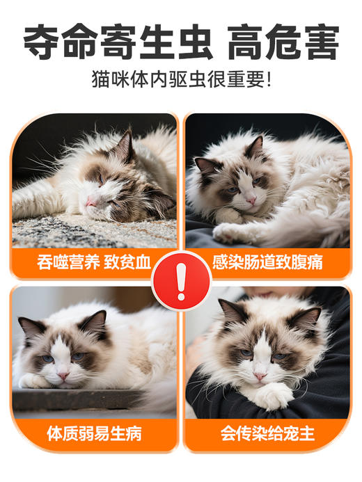 普安特宠物驱虫药猫咪体内体外同驱线虫绦虫蛔虫成幼虫跳蚤套装邦尼清+爱滴克 商品图3