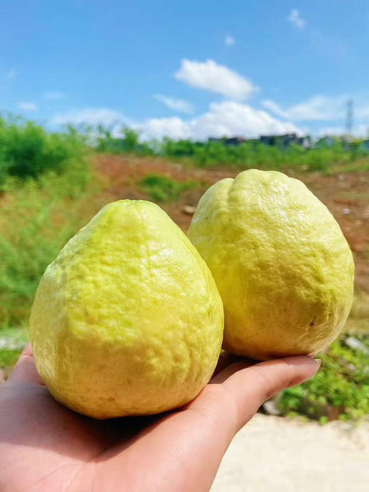 奶油芭乐！热带脆甜的爆汁魔法，从青涩到软糯，每一口都是季节的馈赠。脆爽时如奏响乐章，软糯时似奶油冰淇淋，甜得清新却不寡淡，浅浅萦绕鼻尖，让人上瘾 商品图1