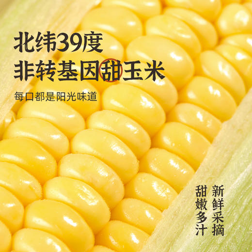 六养鲜榨有机玉米汁230g*8瓶/箱  甄选新鲜玉米现榨现灌香浓东方五谷杂粮早餐冲饮料 商品图6