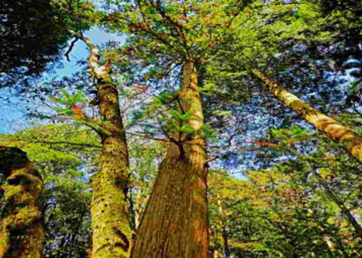 沉浸式游玩江西3大5A景区+望仙谷（高铁5天游） 商品图0