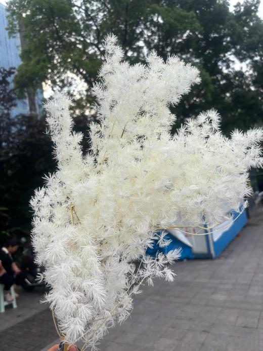 永生花蓬莱松寿松（多色选择）一扎 商品图1