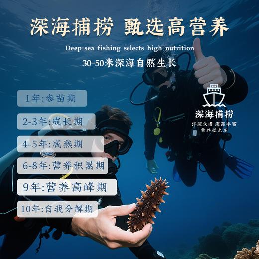 【象记养生】淡干海参500克-礼盒装60头500克（30只左右大海参） 商品图3