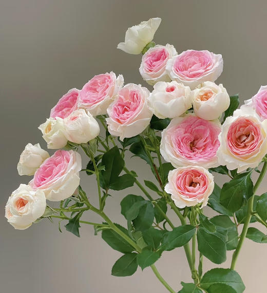 【娇柔妩媚】午夜魔法 多头 约10枝/扎 商品图7