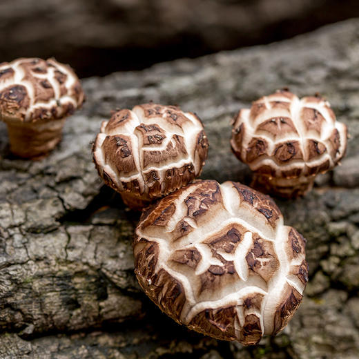 【海伶山珍】段木花菇250g 农家干货肉厚煲汤四川特产 商品图3