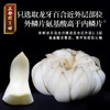 正安 湖南隆回龙牙百合  参考中国药典标准牙瓣大肉厚 优质原材 甘平下火降燥温养口感粉糯清甜 滋润秋冬煲汤食材家庭糖水百合地黄汤 特大片百合150g/罐 商品缩略图7