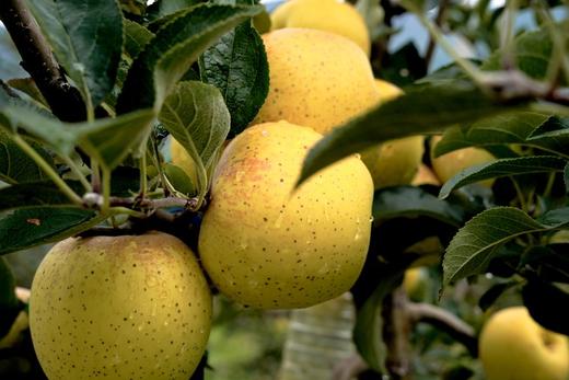 甄选 | 云南黄金维纳斯苹果 王林双拼种植黄金维纳斯苹果 商品图6