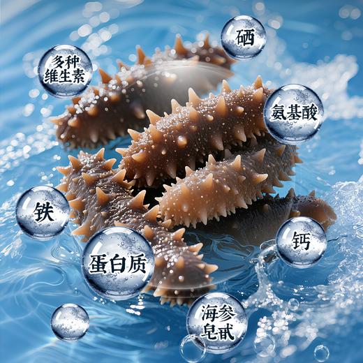 【象记养生】淡干海参500克-礼盒装60头500克（30只左右大海参） 商品图1