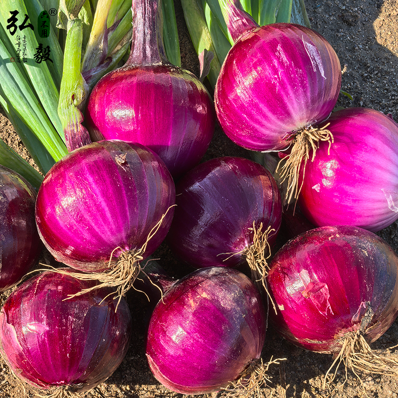 【弘毅六不用生态农场】六不用 顺季节 不盖地膜 洋葱5斤/份