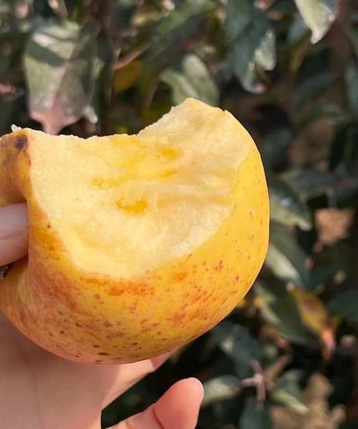 甄选 | 云南黄金维纳斯苹果 王林双拼种植黄金维纳斯苹果 商品图5