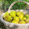 精选库尔勒香梨 商品缩略图4