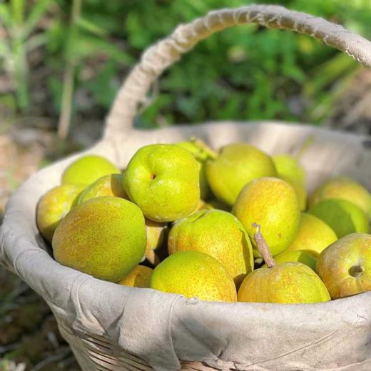 精选库尔勒香梨 商品图4