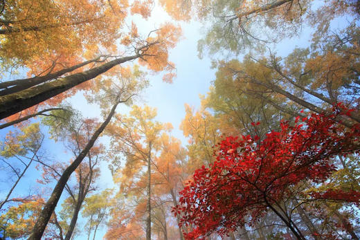 四川+陕西赏秋 梦境光雾山6天品质团（双飞） 商品图3