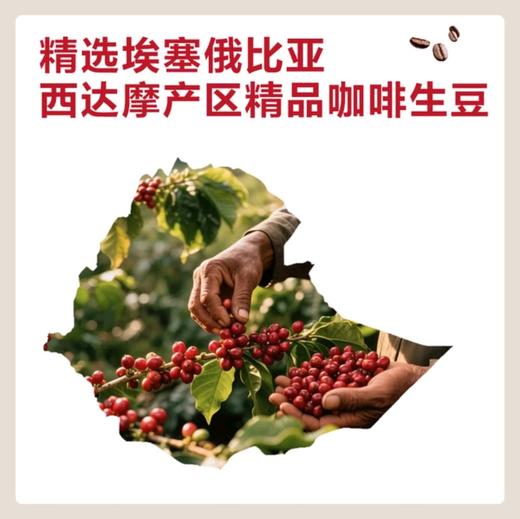 埃塞西达摩挂耳咖啡 商品图1