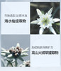FAN BEAUTY DIARY钻石聚光闪耀面膜 商品缩略图1