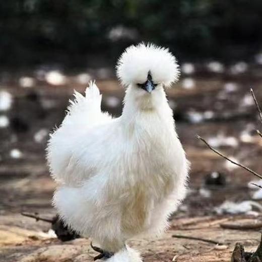 江西泰和乌鸡 国家地理标志保护产品 血统纯正有营养 秋天滋补好味 商品图2