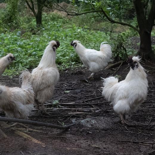 江西泰和乌鸡 国家地理标志保护产品 血统纯正有营养 秋天滋补好味 商品图1