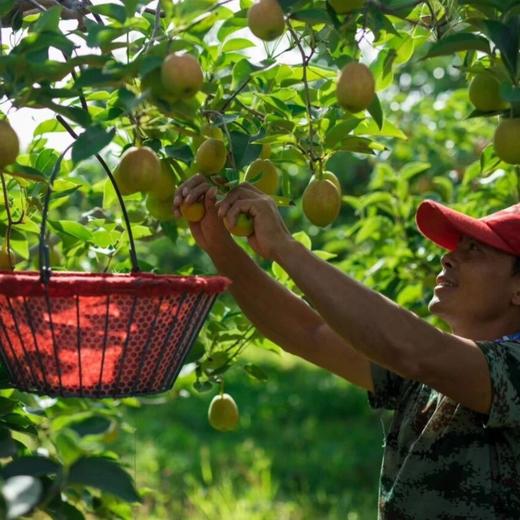 精选库尔勒香梨 商品图2