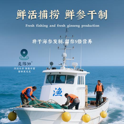 【象记养生】淡干海参500克-礼盒装60头500克（30只左右大海参） 商品图2