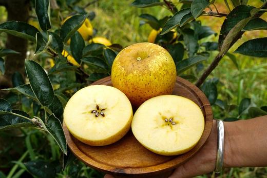 甄选 | 云南黄金维纳斯苹果 王林双拼种植黄金维纳斯苹果 商品图0