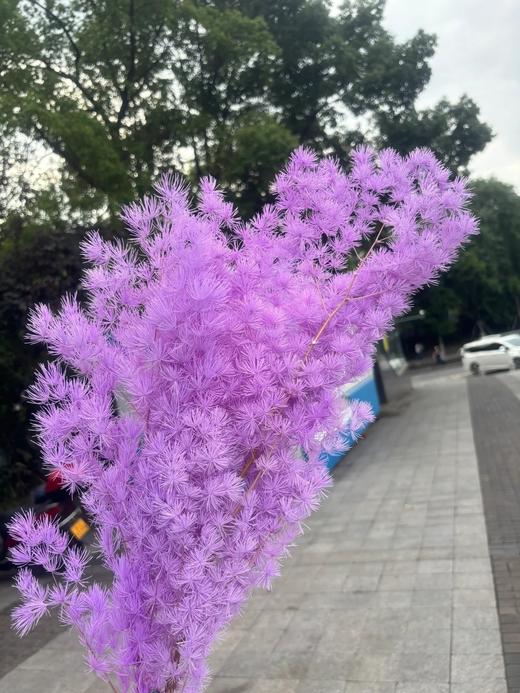 永生花蓬莱松寿松（多色选择）一扎 商品图11