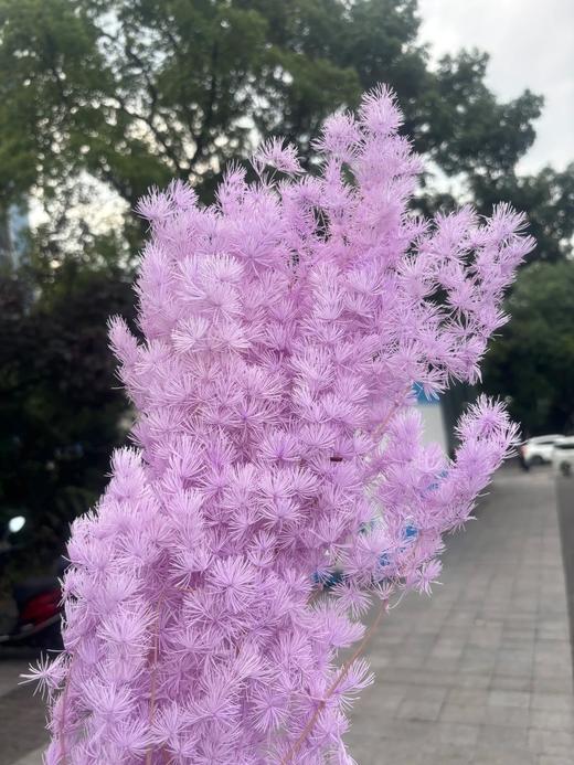 永生花蓬莱松寿松（多色选择）一扎 商品图3