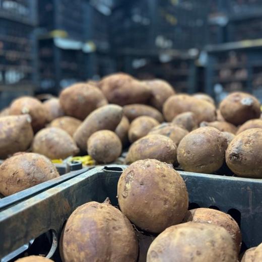 云南丝滑榴莲蜜薯（及时签收，到货就从箱子里拿出来，阴凉处摊晾放置） 商品图13